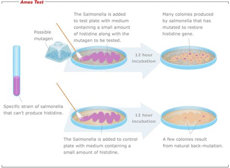 ames test results interpretations|Ames Test (Bacterial Reverse Mutation Test): Why, When, and .
